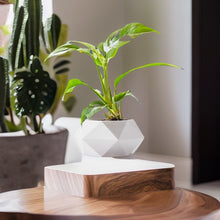 Load image into Gallery viewer, velegnet til dekoration af borde, bogreoler, spiseborde og stuer.