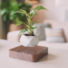 Load and play video in Gallery viewer, Få et nærmere kig på vores svævende potteplante, der roterer graciøst over en mørk valnødbase. Denne imponerende visuelle effekt kombineret med det stilrene design gør den til det perfekte valg til at tilføje et touch af elegance og naturlig skønhed til ethvert rum