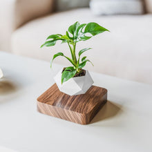 Load image into Gallery viewer, Eksklusiv urtepotte